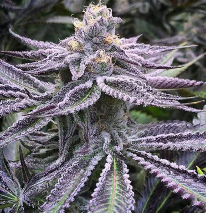 Purple Punch Dutch Seeds Shop