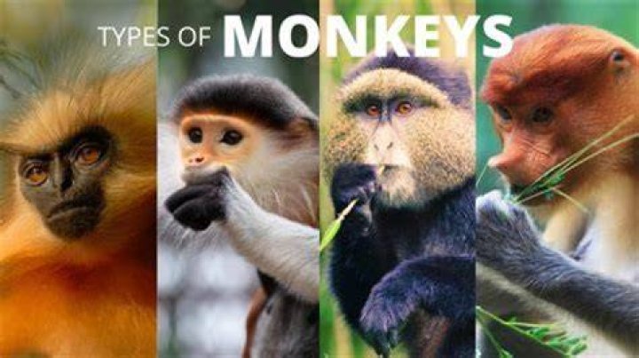 Unveil The Hidden World Of "Ugly Monkey Species": Discoveries And Insights